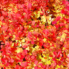 Image showing Red and yellow leaves natural background