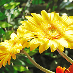 Image showing Yellow gerber flowers and Shade strips