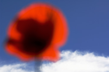 Image showing Red poppy on blue sky