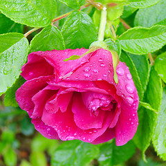 Image showing Dogrose flower with dew drops