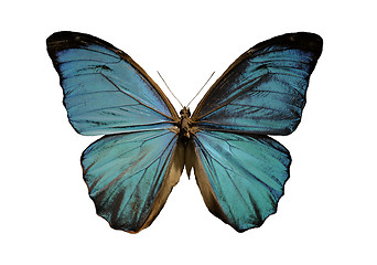 Image showing blue morpho butterfly