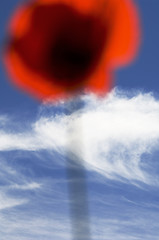 Image showing Red poppy on blue sky