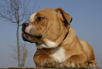 Image showing old english bulldog