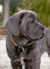 Image showing puppy italian mastiff