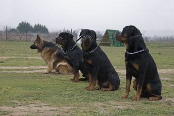 Image showing four watching dogs