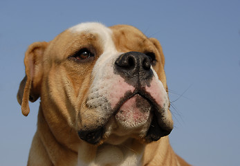 Image showing english bulldog