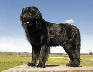 Image showing newfoundland dog