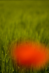 Image showing Red, blurred poppy on green corn field
