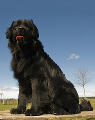Image showing newfoundland dog