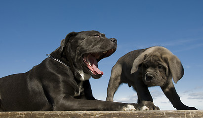 Image showing italian mastiff mother and puppy