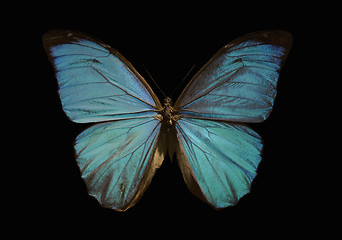 Image showing blue morpho butterfly