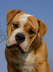 Image showing olde english bulldog