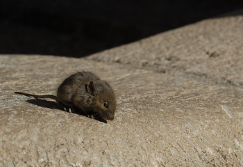 Image showing little wild mouse