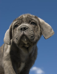 Image showing puppy italian mastiff