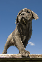 Image showing puppy  purebred italian mastiff