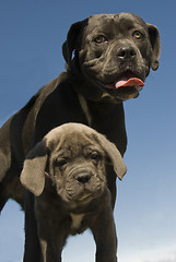 Image showing italian mastiff mother and puppy