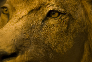 Image showing eyes of the lion