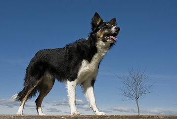 Image showing border collie