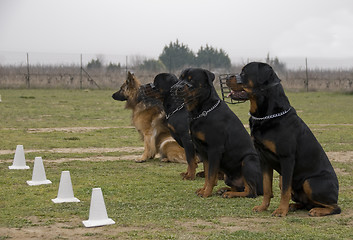 Image showing four watching dogs
