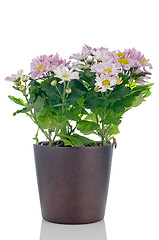 Image showing Beautiful Chrysanthemum flowers 