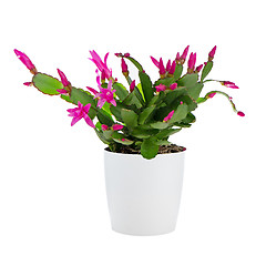 Image showing Easter Cactus (Rhipsalidopsis cactus)