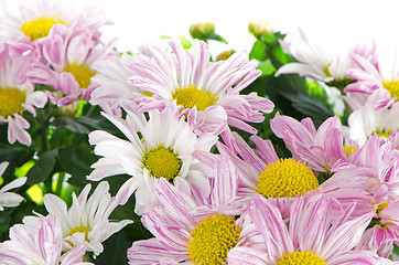 Image showing Beautiful Chrysanthemum flowers 