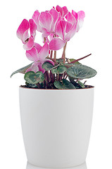 Image showing Beautiful pink Cyclamen flower