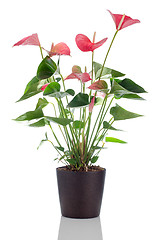 Image showing Beautiful Anthedesia anthurium