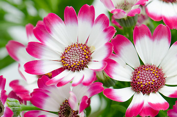 Image showing Beautiful pink flowers and green grass