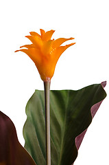 Image showing Eternal flame flower (calathea crocata)