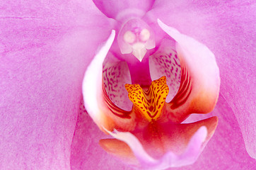 Image showing Closeup of beautiful pink orchid