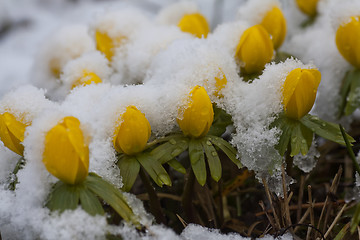 Image showing snowcovered aconites