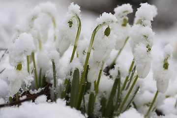 Image showing snowcovered snowdrops