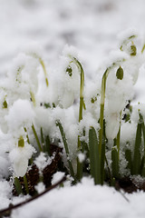 Image showing snowcovered snowdrops