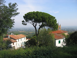 Image showing Pine tree in Italy