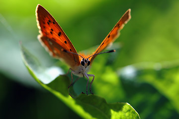 Image showing Butterfly # 2b