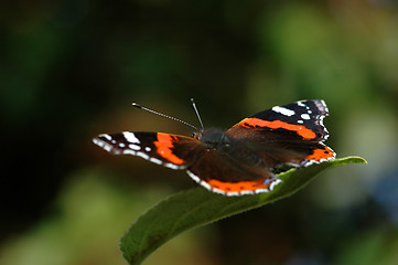 Image showing Butterfly # 1a