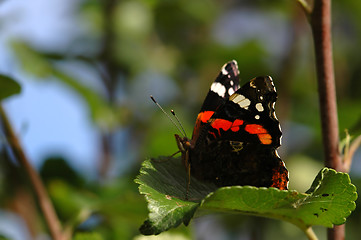 Image showing Butterfly # 1b