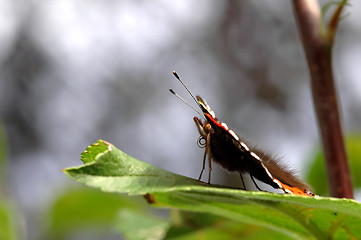 Image showing Butterfly # 1c