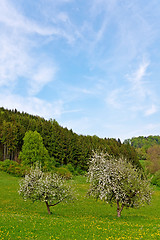 Image showing Trees in Spring