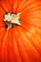 Image showing Close up of pumpkin