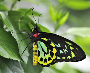 Image showing The Richmond Birdwing 