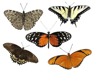 Image showing Tropical Butterflies