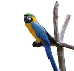 Image showing Macaw Parrot Isolated On White