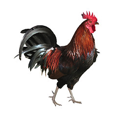 Image showing Rooster