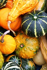 Image showing A lot of pumpkins