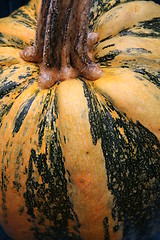 Image showing Detail of pumpkin