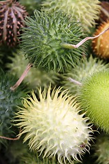 Image showing Exotic fruit