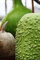 Image showing Pumpkin detail