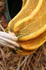 Image showing detail of pumpkin